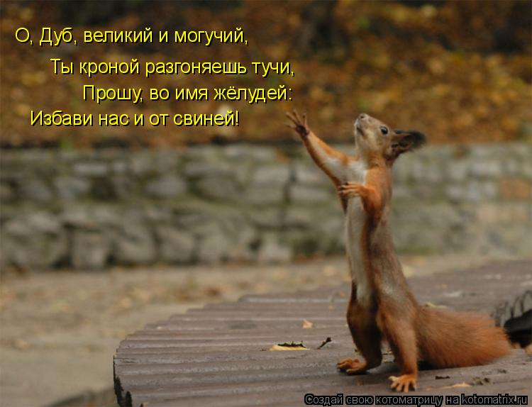 Котоматрица: Ты кроной разгоняешь тучи, Прошу, во имя жёлудей: Избави нас и от свиней! О, Дуб, великий и могучий,