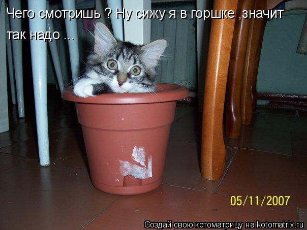 Чего смотришь ? Ну сижу я в горшке ,значит так надо ...... Котоматрица: Чего смотришь ? Ну сижу я в горшке ,значит так надо ...