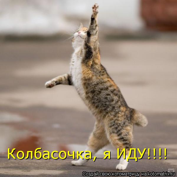 Колбасочка, я ИДУ!!!!... Котоматрица: Колбасочка, я ИДУ!!!!