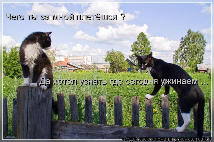 Чего ты за мной плетёшся ? Да хотел узнать где сегодня ужинаем ...... Котоматрица: Чего ты за мной плетёшся ? Да хотел узнать где сегодня ужинаем ...