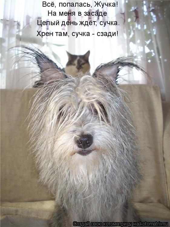 Котоматрица: Всё, попалась, Жучка! На меня в засаде Целый день ждёт, сучка. Хрен там, сучка - сзади!