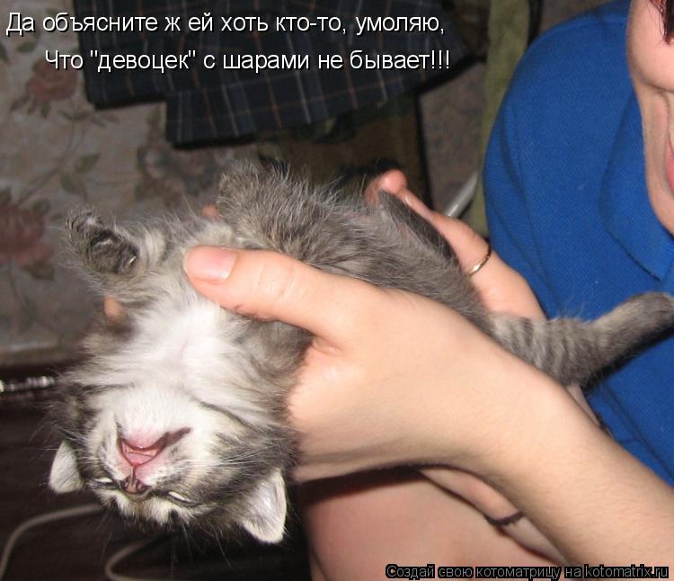 Котоматрица: Да объясните ж ей хоть кто-то, умоляю, Что "девоцек" с шарами не бывает!!!