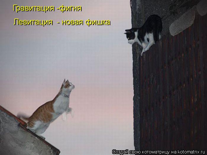 Гравитация -фигня Левитация - новая фишка... Котоматрица: Гравитация -фигня Левитация - новая фишка