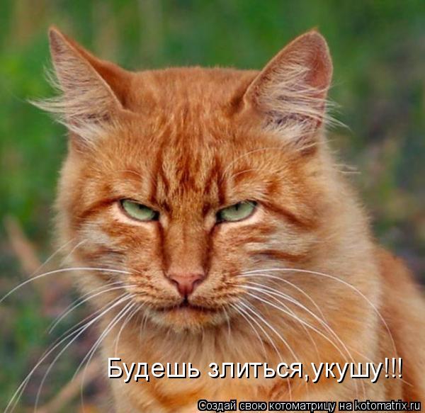 Будешь злиться,укушу!!!... Котоматрица: Будешь злиться,укушу!!!