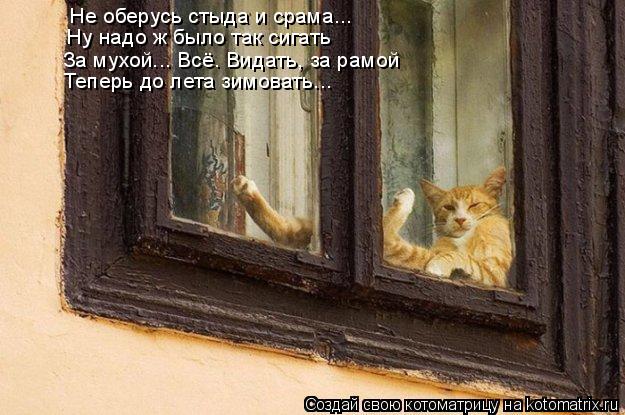Котоматрица: Не оберусь стыда и срама... Ну надо ж было так сигать За мухой... Всё. Видать, за рамой Теперь до лета зимовать...