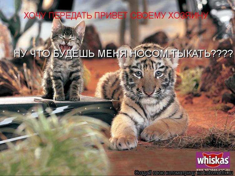 ХОЧУ ПЕРЕДАТЬ ПРИВЕТ СВОЕМУ ХОЗЯИНУ НУ ЧТО БУДЕШЬ МЕНЯ НОСОМ ТЫКАТЬ????... Котоматрица: ХОЧУ ПЕРЕДАТЬ ПРИВЕТ СВОЕМУ ХОЗЯИНУ НУ ЧТО БУДЕШЬ МЕНЯ НОСОМ ТЫКАТЬ????