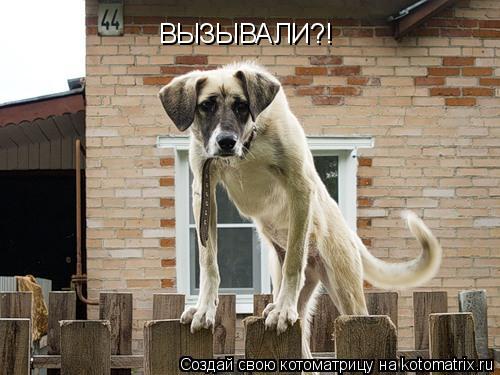 ВЫЗЫВАЛИ?!... Котоматрица: ВЫЗЫВАЛИ?!