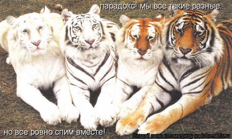 парадокс! мы все такие разные... но все ровно спим вместе!... Котоматрица: парадокс! мы все такие разные... но все ровно спим вместе!