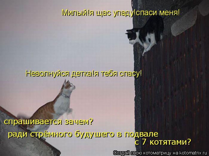 Милый!я щас упаду!спаси меня! Неволнуйся детка!я тебя спасу! спрашивается зачем? ради стрёмного будуш... Котоматрица: Милый!я щас упаду!спаси меня! Неволнуйся детка!я тебя спасу! спрашивается зачем? ради стрёмного будушего в подвале с 7 котятами?