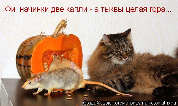 Фи, начинки две капли - а тыквы целая гора...... Котоматрица: Фи, начинки две капли - а тыквы целая гора...