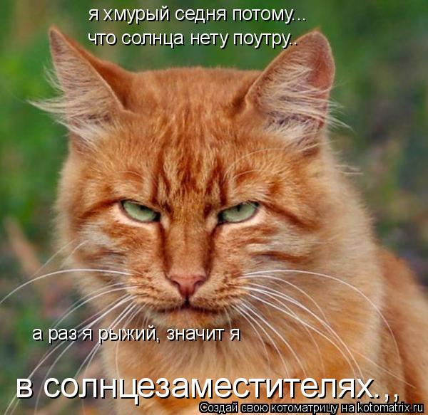 я хмурый седня потому... что солнца нету поутру.. а раз я рыжий, значит я в солнцезаместителях.,,... Котоматрица: я хмурый седня потому... что солнца нету поутру.. а раз я рыжий, значит я в солнцезаместителях.,,