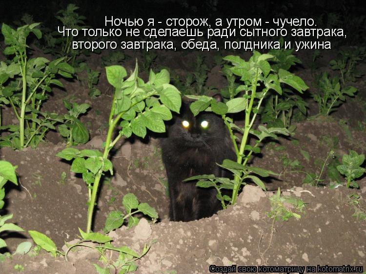 Ночью я - сторож, а утром - чучело. Что только не сделаешь ради сытного завтрака, второго завтрака,... Котоматрица: Ночью я - сторож, а утром - чучело. Что только не сделаешь ради сытного завтрака, второго завтрака, обеда, полдника и ужина