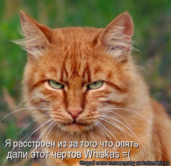 дали этот чёртов Whiskas =( Я расстроен из за того что опять... Котоматрица: дали этот чёртов Whiskas =( Я расстроен из за того что опять