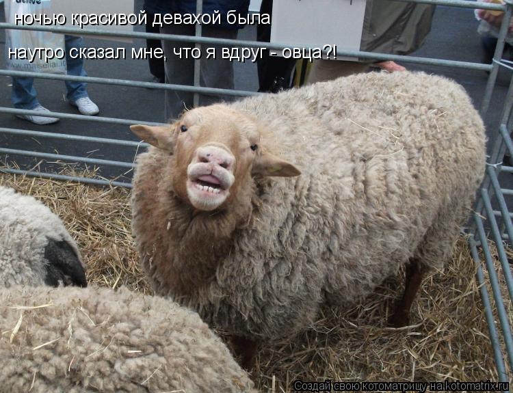 ночью красивой девахой была наутро сказал мне, что я вдруг - овца?!... Котоматрица: ночью красивой девахой была наутро сказал мне, что я вдруг - овца?!