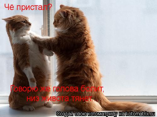 Чё пристал? Говорю же голова болит, низ живота тянет...... Котоматрица: Чё пристал? Говорю же голова болит, низ живота тянет...