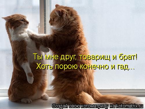 Ты мне друг, товарищ и брат! Хоть порою конечно и гад...... Котоматрица: Ты мне друг, товарищ и брат! Хоть порою конечно и гад...