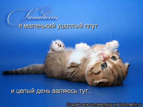 я маленький ушастый плут и целый день валяюсь тут...... Котоматрица: я маленький ушастый плут и целый день валяюсь тут...