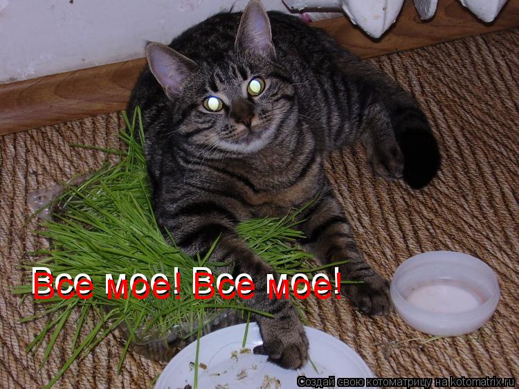 Все мое! Все мое! Все мое! Все мое!... Котоматрица: Все мое! Все мое! Все мое! Все мое!