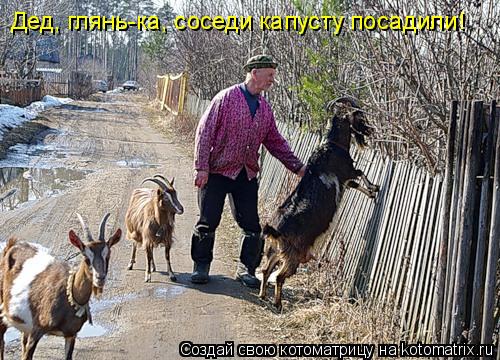 Дед, глянь-ка, соседи капусту посадили!... Котоматрица: Дед, глянь-ка, соседи капусту посадили!