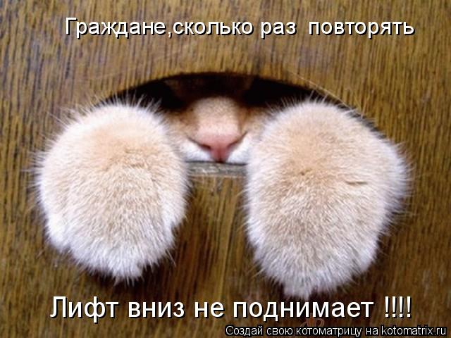 Граждане,сколько раз повторять Лифт вниз не поднимает !!!!... Котоматрица: Граждане,сколько раз повторять Лифт вниз не поднимает !!!!