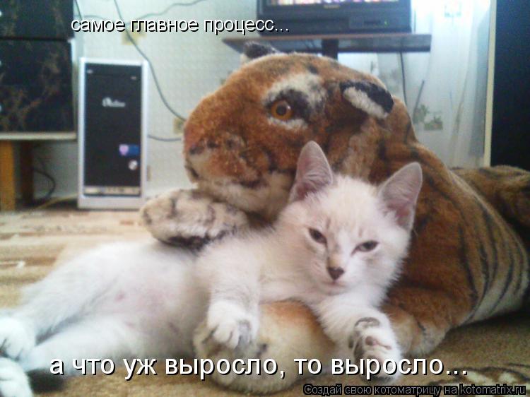 самое главное процесс... а что уж выросло, то выросло...... Котоматрица: самое главное процесс... а что уж выросло, то выросло...