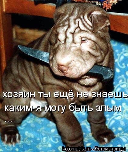 хозяин ты ещё не знаешь каким я могу быть злым каким я могу быть злым каким я могу быть злым ...... Котоматрица: хозяин ты ещё не знаешь каким я могу быть злым каким я могу быть злым каким я могу быть злым ...