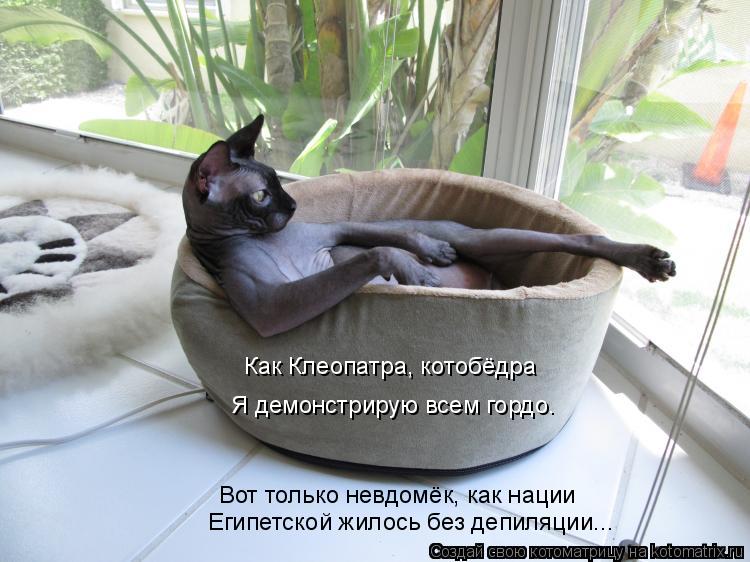 Котоматрица: Египетской жилось без депиляции... Вот только невдомёк, как нации Я демонстрирую всем гордо. Как Клеопатра, котобёдра