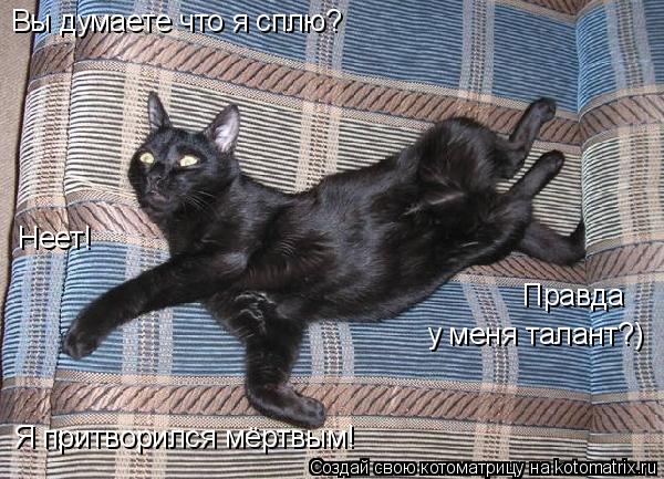 Вы думаете что я сплю? Неет! Я притворился мёртвым! Правда у меня талант?)... Котоматрица: Вы думаете что я сплю? Неет! Я притворился мёртвым! Правда у меня талант?)