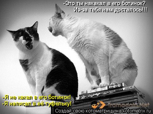 -Это ты накакал в его ботинок? -Я не какал в его ботинок! -Я написал в её туфельку! Из-за тебя нам д... Котоматрица: -Это ты накакал в его ботинок? -Я не какал в его ботинок! -Я написал в её туфельку! Из-за тебя нам досталось!!!