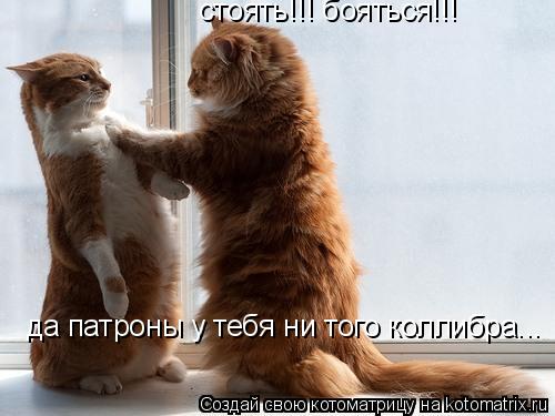 стоять!!! бояться!!! да патроны у тебя ни того коллибра...... Котоматрица: стоять!!! бояться!!! да патроны у тебя ни того коллибра...