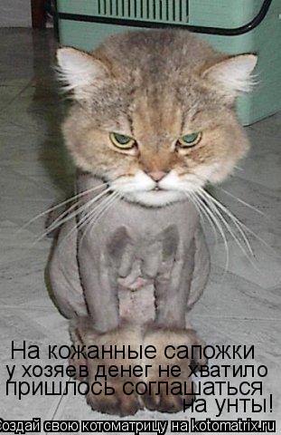 На кожанные сапожки у хозяев денег не хватило пришлось соглашаться на унты!... Котоматрица: На кожанные сапожки у хозяев денег не хватило пришлось соглашаться на унты!