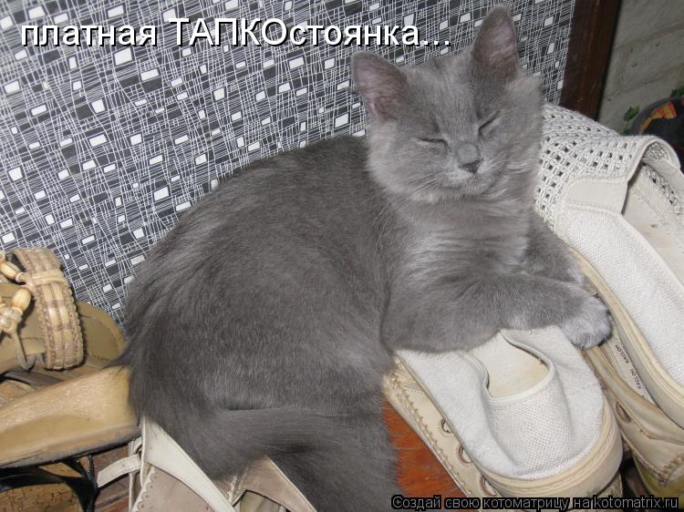 платная ТАПКОстоянка...... Котоматрица: платная ТАПКОстоянка...