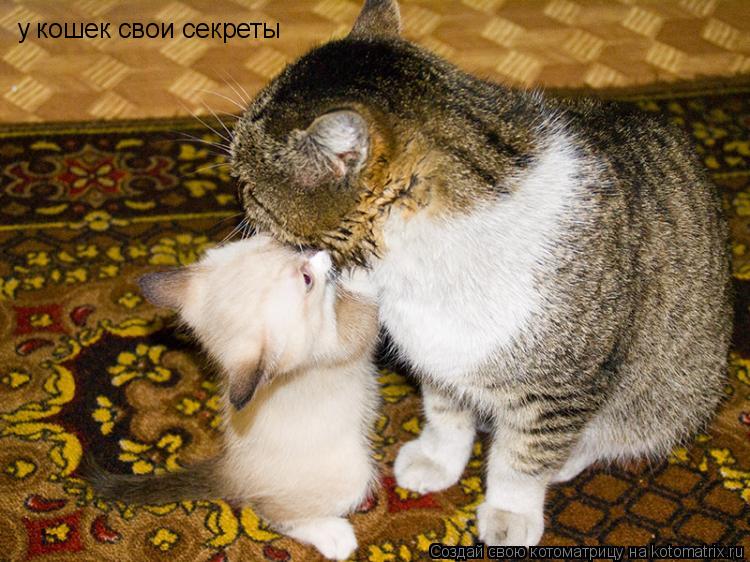 у кошек свои секреты... Котоматрица: у кошек свои секреты