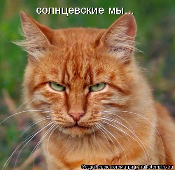солнцевские мы...... Котоматрица: солнцевские мы...