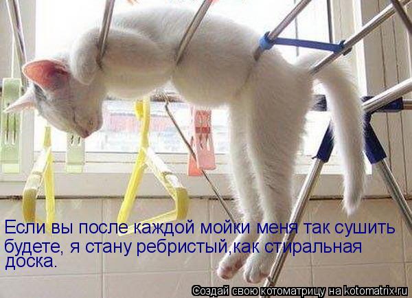Если вы после каждой мойки меня так сушить будете, я стану ребристый,как стиральная доска.... Котоматрица: Если вы после каждой мойки меня так сушить будете, я стану ребристый,как стиральная доска.