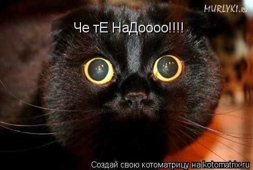 Че тЕ НаДоооо!!!!... Котоматрица: Че тЕ НаДоооо!!!!