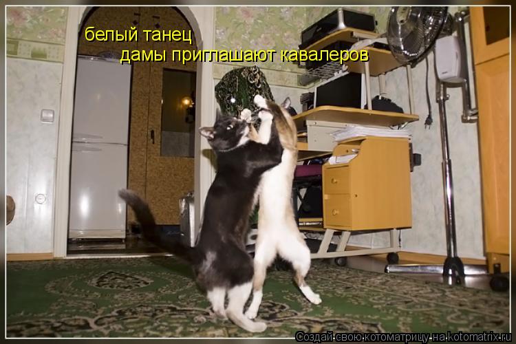 белый танец дамы приглашают кавалеров... Котоматрица: белый танец дамы приглашают кавалеров
