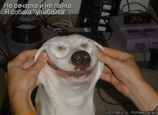 Не овчарка и не лайка. Я собака "улыбайка".... Котоматрица: Не овчарка и не лайка. Я собака "улыбайка".