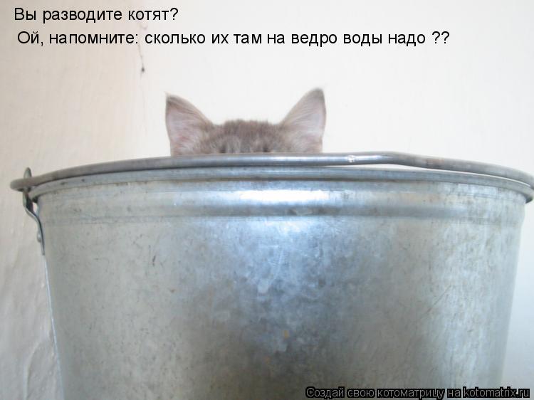 Котоматрица: Вы разводите котят? Ой, напомните: сколько их там на ведро воды надо ??