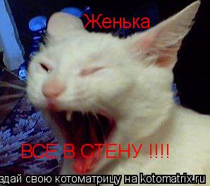 ВСЕ В СТЕНУ !!!! Женька... Котоматрица: ВСЕ В СТЕНУ !!!! Женька