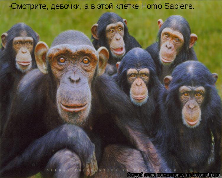 -Смотрите, девочки, а в этой клетке Homo Sapiens.... Котоматрица: -Смотрите, девочки, а в этой клетке Homo Sapiens.