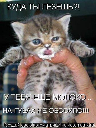 КУДА ТЫ ЛЕЗЕШЬ?! У ТЕБЯ ЕЩЕ МОЛОКО .. НА ГУБАХ НЕ ОБСОХЛО!!!... Котоматрица: КУДА ТЫ ЛЕЗЕШЬ?! У ТЕБЯ ЕЩЕ МОЛОКО .. НА ГУБАХ НЕ ОБСОХЛО!!!
