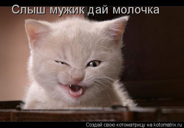 Слыш мужик дай молочка... Котоматрица: Слыш мужик дай молочка