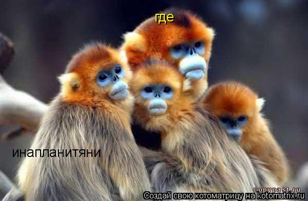 инапланитяни где... Котоматрица: инапланитяни где