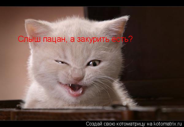 Слыш пацан, а закурить есть?... Котоматрица: Слыш пацан, а закурить есть?