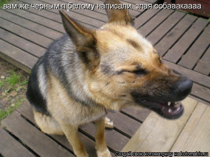 Котоматрица: вам же черным п белому написали, злая собааакаааа