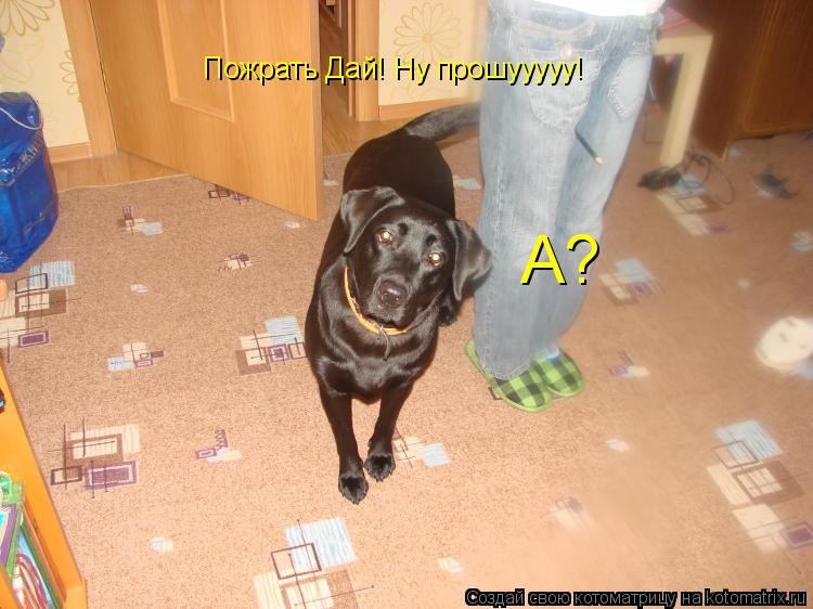 Котоматрица: Пожрать Дай! Ну прошууууу! А?