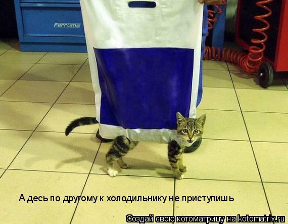 Котоматрица: А десь по другому к холодильнику не приступишь