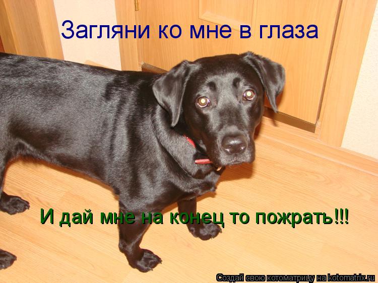Котоматрица: Загляни ко мне в глаза И дай мне на конец то пожрать!!!
