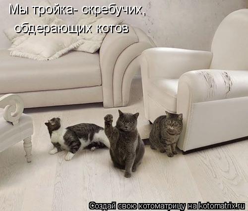 Мы тройка- скребучих, обдерающих котов... Котоматрица: Мы тройка- скребучих, обдерающих котов